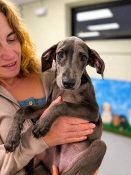 Graham -  Beagle and Whippet Dog for Adoption in Milford, Connecticut - Graham | PetCurious