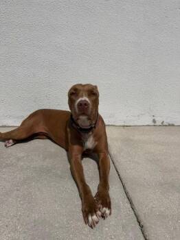 Alexa -  Pit Bull Terrier and Mixed Breed Dog for Adoption in North Miami Beach, Florida - Alexa | PetCurious