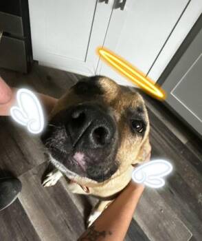 Cholula -  American Bulldog and German Shepherd Dog Dog for Adoption in Liverpool, Texas - Cholula | PetCurious