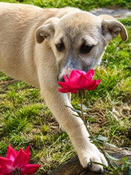 Black Mouth Cur Dogs Available for Adoption in Holly Springs, Mississippi - Boy George | PetCurious