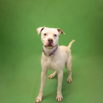 Boxer and Pit Bull Terrier Dogs Available for Adoption in Lawrenceville, Georgia - Pen 139 Mike | PetCurious