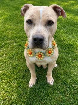 MYA -  Pit Bull Terrier and Mixed Breed Dog for Adoption - MYA | PetCurious