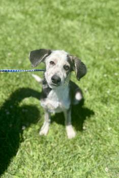 Rescue Collie Dogs for Adoption in Victorville, California - Dahlia #5335 (510) | PetCurious
