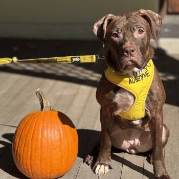 Rescue Pit Bull Terrier Dogs for Adoption in Philadelphia, Pennsylvania - Jaylah | PetCurious