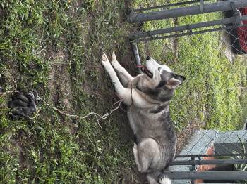 Rescue Siberian Husky Dogs for Adoption in Lakeland, Florida - Kenya | PetCurious