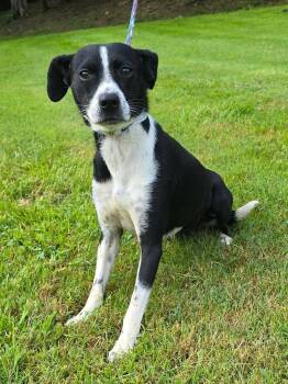 Border Collie and Beagle Dogs Available for Adoption in New York, New York - Raven | PetCurious
