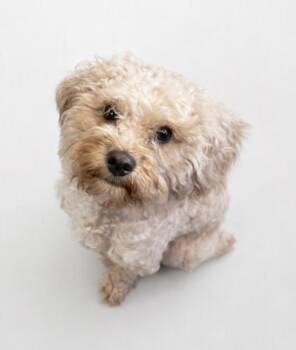 Ollie 0216 -  Miniature Poodle Dog for Adoption in Waldorf, Maryland - Ollie 0216 | PetCurious