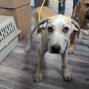 Headliner -  Yellow Labrador Retriever and Hound Dog for Adoption in Buchanan Dam, Texas - Headliner | PetCurious