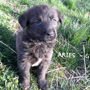 German Shepherd Dog and Rottweiler Dogs Available for Adoption in Sparta, New Jersey - Aries | PetCurious