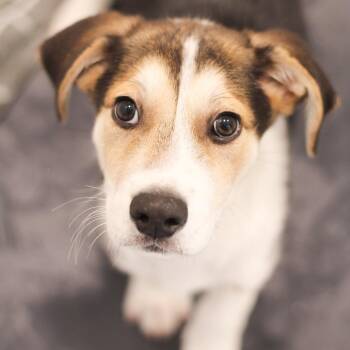 Jono 22734 -  Hound and Mixed Breed Dog for Adoption in Cumming, Georgia - Jono 22734 | PetCurious