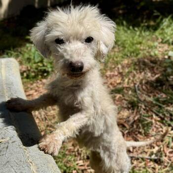 Galina -  Poodle Dog for Adoption in Oakland, California - Galina | PetCurious