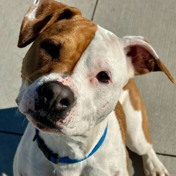 Rescue Pit Bull Terrier Dogs for Adoption in Matteson, Illinois - Sasha | PetCurious