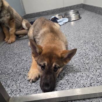 German Shepherd Dog Dogs Available for Adoption - Mishka | PetCurious