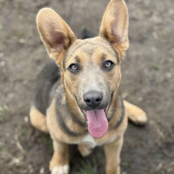 Border Collie and German Shepherd Dog Dogs Available for Adoption - Jane | PetCurious