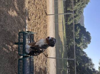 Rescue Bernadoodle Dogs for Adoption in Los Angeles, California - Aggie | PetCurious