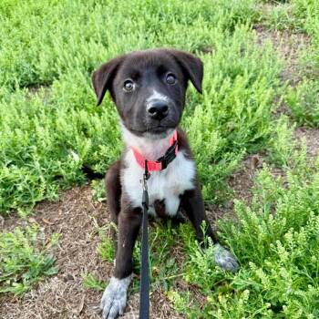 Border Collie Dogs Available for Adoption in The Woodlands, Texas - Nesta | PetCurious