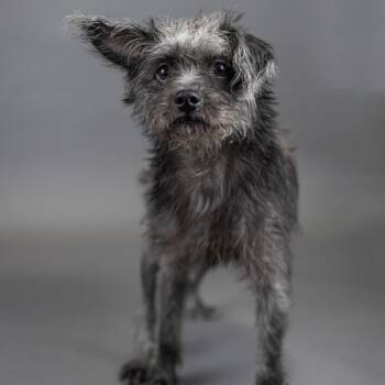 Blackberry -  Terrier Dog for Adoption in Portland, Oregon - Blackberry | PetCurious