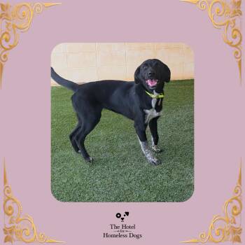 Curly -  Black Labrador Retriever and Mixed Breed Dog for Adoption in Cumberland, Rhode Island - Curly | PetCurious