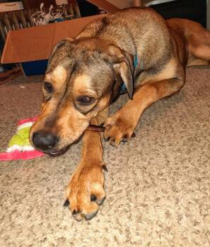 Mixed Breed Dogs Available for Adoption in Lansing, Michigan - Jessie (22-004 D) | PetCurious