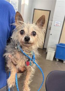 BOUNCY -  Mixed Breed Dog for Adoption in Dallas, Texas - BOUNCY | PetCurious