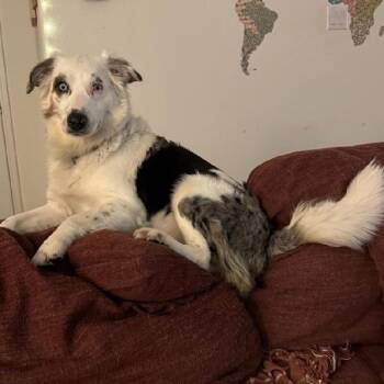 Rescue Border Collie and Australian Shepherd Dogs for Adoption in The Woodlands, Texas - Nibbles | PetCurious