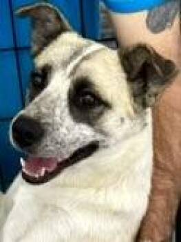 Cheyenne -  Anatolian Shepherd and Australian Cattle Dog Blue Heeler Dog for Adoption in San Luis, Colorado - Cheyenne | PetCurious