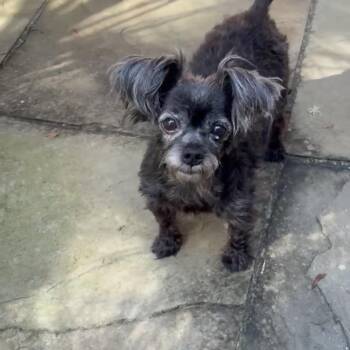 Pepper -  Terrier and Mixed Breed Dog for Adoption in Daphne, Alabama - Pepper | PetCurious