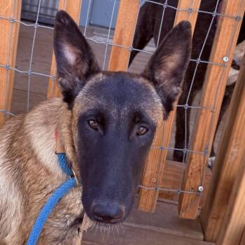 Rescue Belgian Shepherd Malinois Dogs for Adoption in Bakersfield, California - CHIMAY | PetCurious