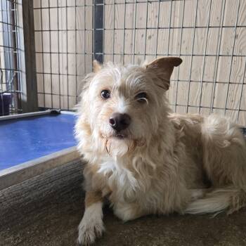 Terrier and Mixed Breed Dogs Available for Adoption in Graham, Texas - Smitty | PetCurious
