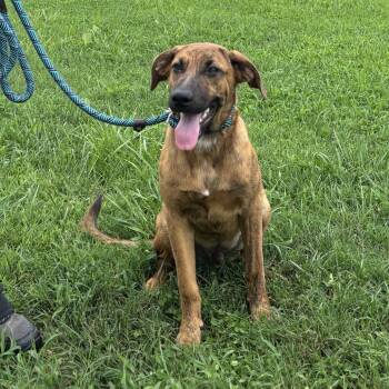 Towser -  Shepherd and Mountain Cur Dog for Adoption in Nashville, Tennessee - Towser | PetCurious