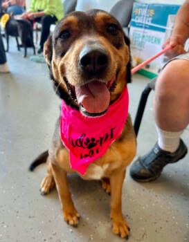 Rescue Shepherd Dogs for Adoption in Brooklyn Center, Minnesota - Pepi * | PetCurious