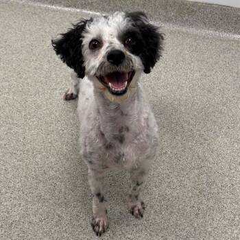 Mixed Breed Dogs Available for Adoption in Naperville, Illinois - Dice - Bonded To Domino | PetCurious