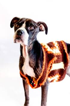 Rescue Boxer Dogs for Adoption in Conway, Arkansas - Gregory | PetCurious