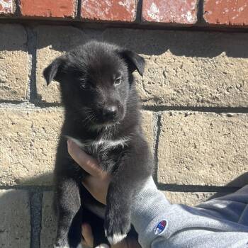 Emmett -  Labrador Retriever and German Shepherd Dog Dog for Adoption in Pasadena, California - Emmett | PetCurious