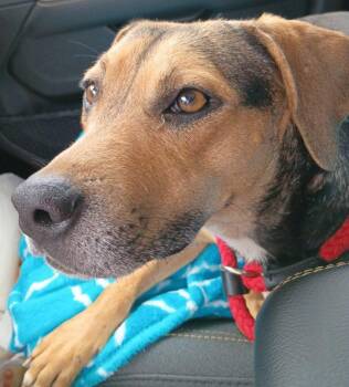 German Shepherd Dog and Hound Dogs Available for Adoption in Houston, Texas - Cactus | PetCurious