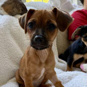 Dixie -  Chihuahua and Terrier Dog for Adoption in Fayetteville, Georgia - Dixie | PetCurious