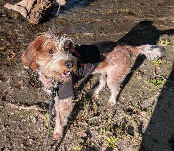 Smores - DO NOT Contact the Shelter - Courtesy Listing - Contact -  Terrier Dog for Adoption in Butte, Montana - Smores - DO NOT Contact The Shelter - Courtesy Listing - Contact | PetCurious