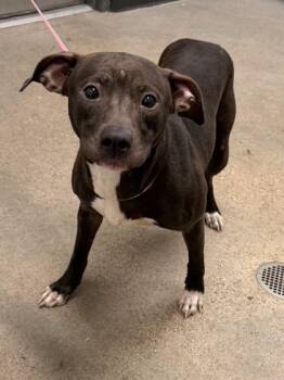 Brooklyn -  Pit Bull Terrier Dog for Adoption in Cleveland, Ohio - Brooklyn | PetCurious