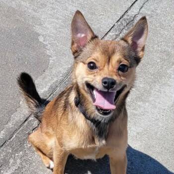 Chihuahua and Terrier Dogs Available for Adoption in Meriden, Connecticut - Fajita! Active Little Guy! | PetCurious