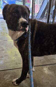 Rescue Pit Bull Terrier and Mixed Breed Dogs for Adoption in Saint Clairsville, Ohio - Camo | PetCurious