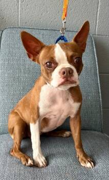 Rescue Boston Terrier Dogs for Adoption in Cottonwood, Arizona - Betty | PetCurious