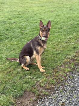 German Shepherd Dog Dogs Available for Adoption in St. Helens, Oregon - Delta | PetCurious