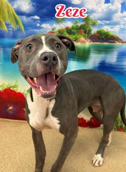 Zeze -  Mixed Breed Dog for Adoption in Flint, Michigan - Zeze | PetCurious