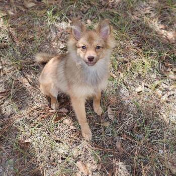 Pomeranian and Mixed Breed Dogs Available for Adoption - Honey | PetCurious