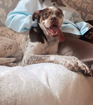 Cinnamon -  Cattle Dog and Pit Bull Terrier Dog Available for Adoption in Boise, Idaho - Cinnamon | PetCurious