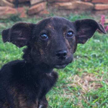 Selma -  Mixed Breed Dog for Adoption in Galveston, Texas - Selma | PetCurious