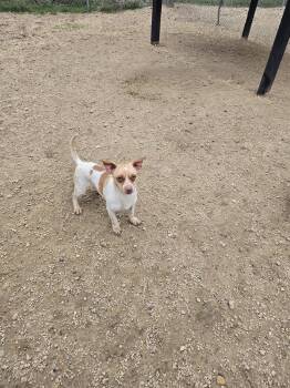 Terrier Dogs Available for Adoption in Maquoketa, Iowa - Bartolo | PetCurious