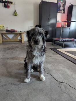 Autumn : Muffin (Murphy) -  Goldendoodle and Great Pyrenees Dog for Adoption in Aurora, Indiana - Autumn : Muffin (Murphy) | PetCurious