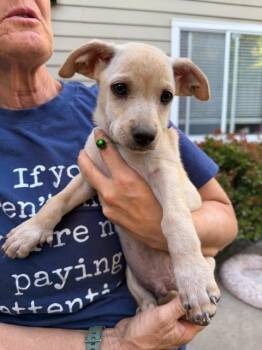 Labrador Retriever and Chihuahua Dogs Available for Adoption - Potato | PetCurious