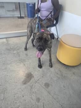 Rescue Cane Corso and Mixed Breed Dogs for Adoption in Fort Worth, Texas - Kash | PetCurious